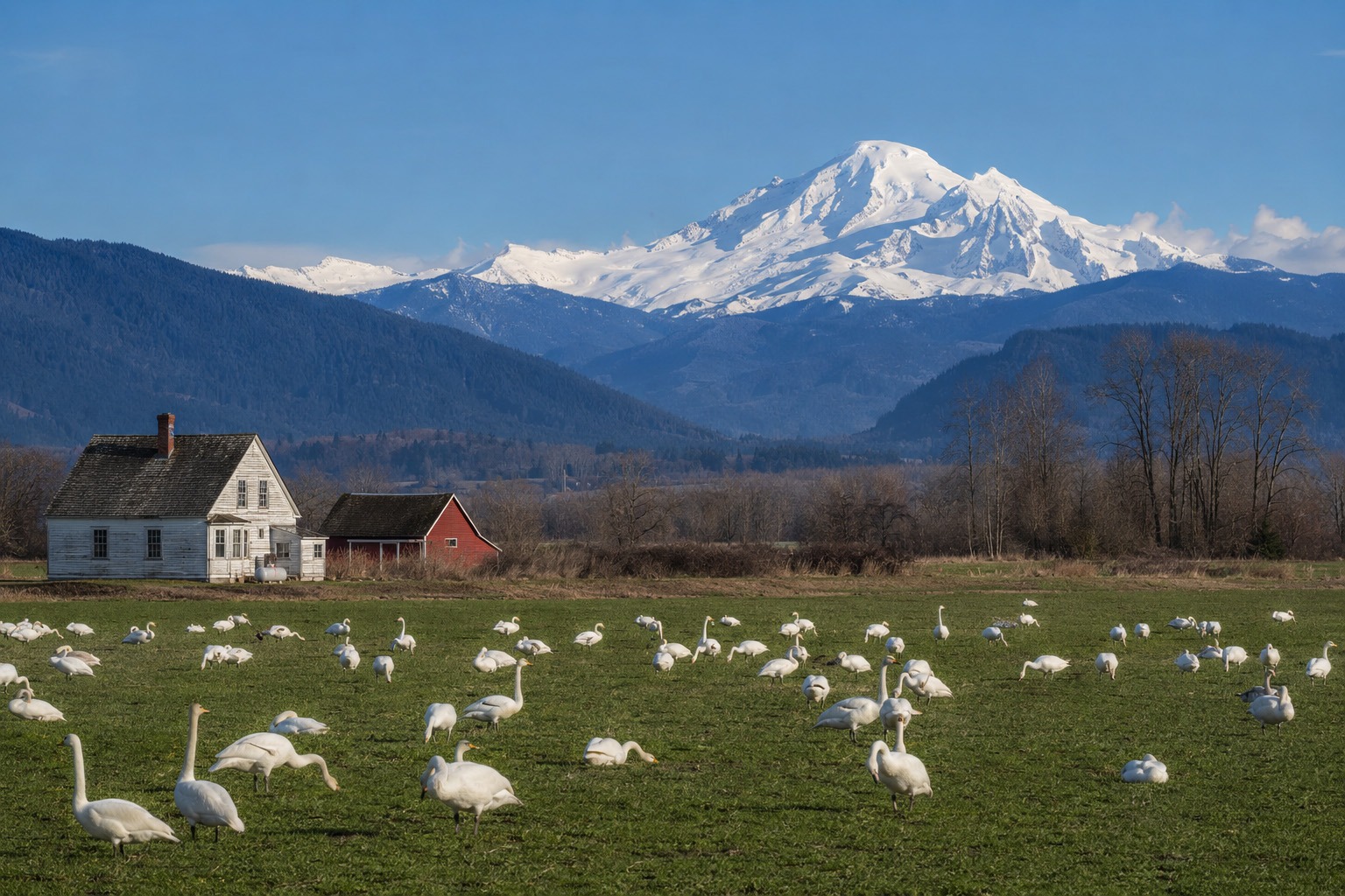 Snow geese gather in a Skagit Valley farm field beneath snow-covered Mount Baker, with a farmhouse and red barn in the distance