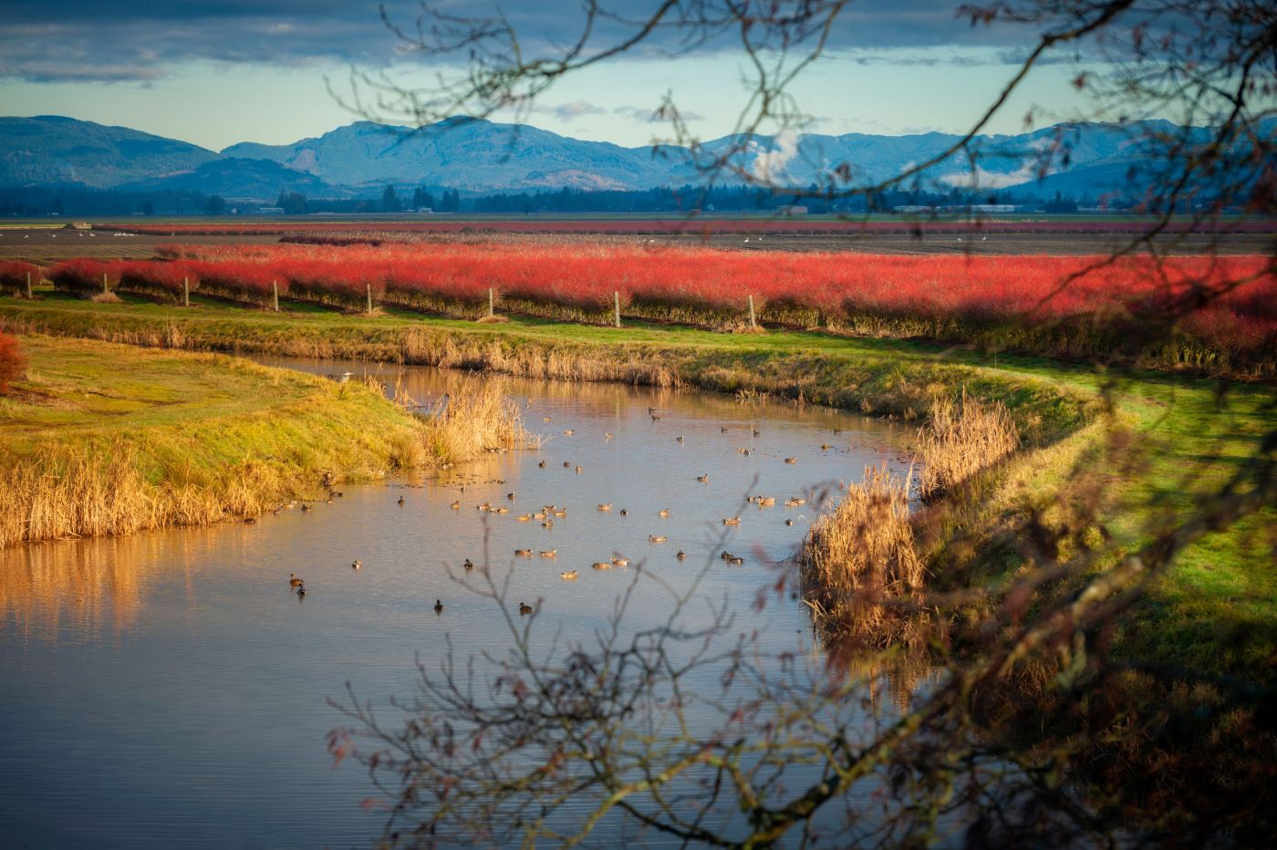 Skagit Valley farmland with vivid red blueberry bushes in fall, a pond filled with ducks, and mountains in the distance