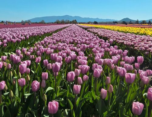 The Skagit: A Valley That Chose to Bloom