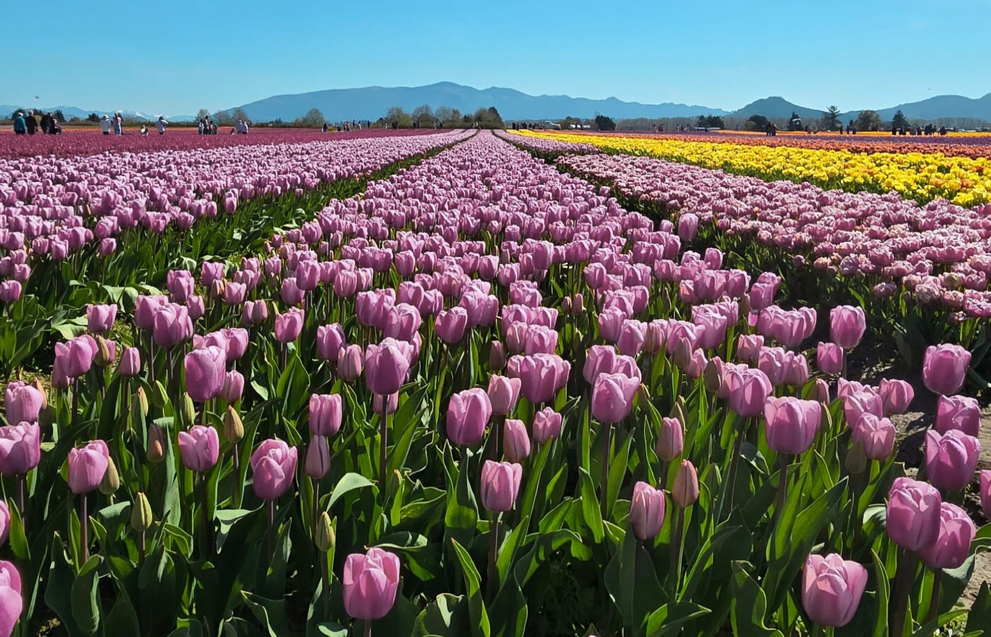 Field of coral tulips at the Skagit Valley Tulip Festival in Washington
