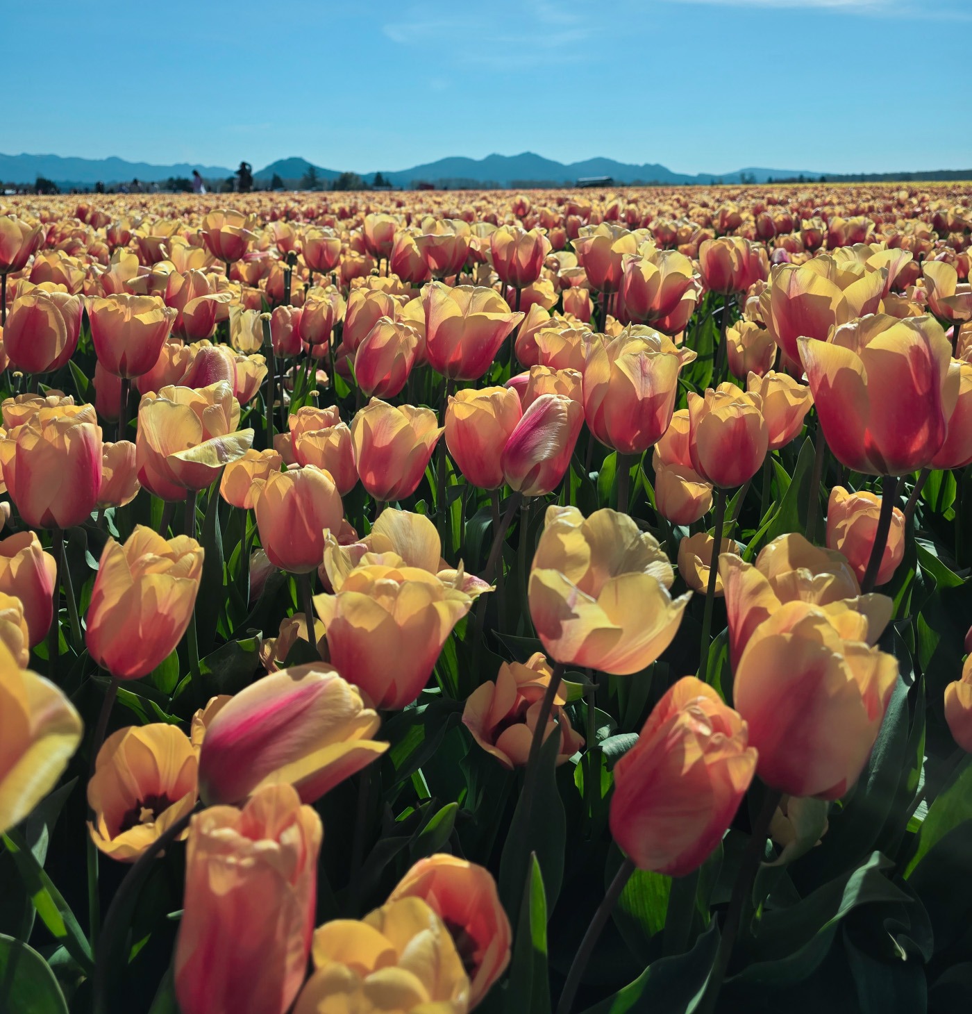Skagit Valley tulip fields filled with dense rows of peach flowers under a clear blue sky, with Mount Baker in the distance