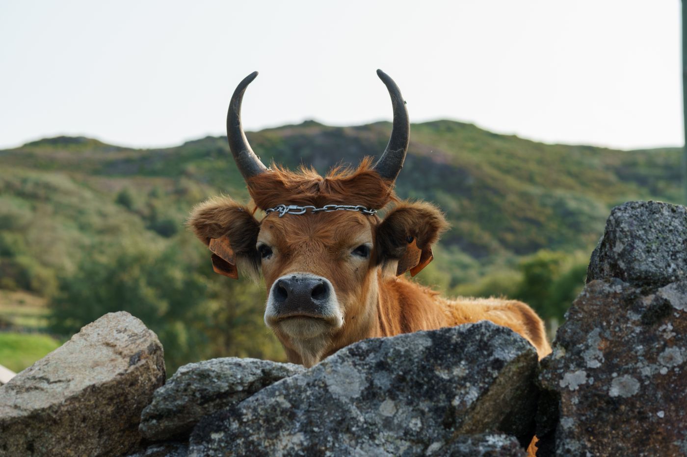 Curious horned cattle along the winding, narrow mountain road to Castro Laboreiro, Portugal