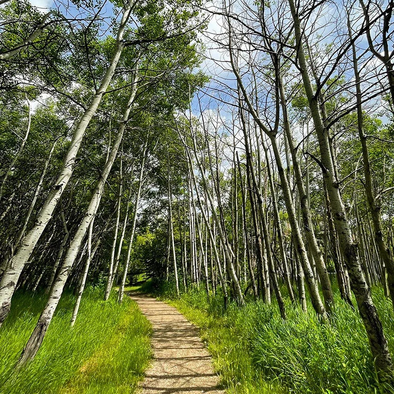 Aspen forest trail winding through Fish Creek Provincial Park in Calgary, Alberta