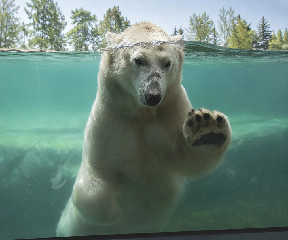Polar bear looking through the underwater viewing glass at the Calgary Zoo in Calgary, Alberta
